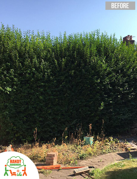 Overgrown Hedge Trimming