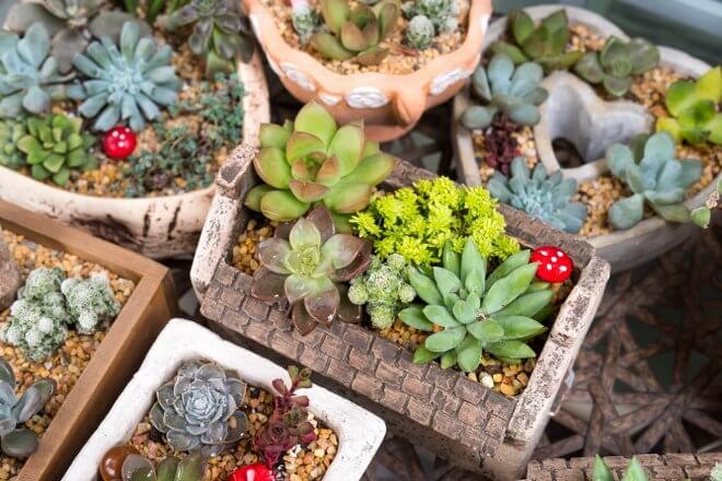 3 Creative Container Ideas for an Outdoors Succulent Garden