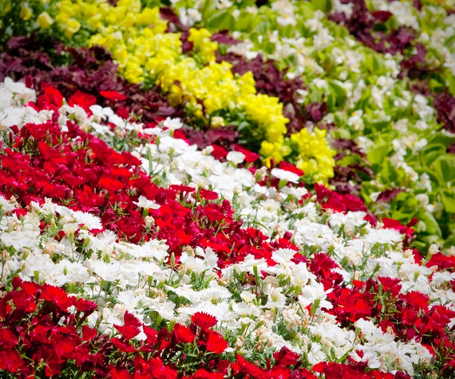 How to Grow Carnations