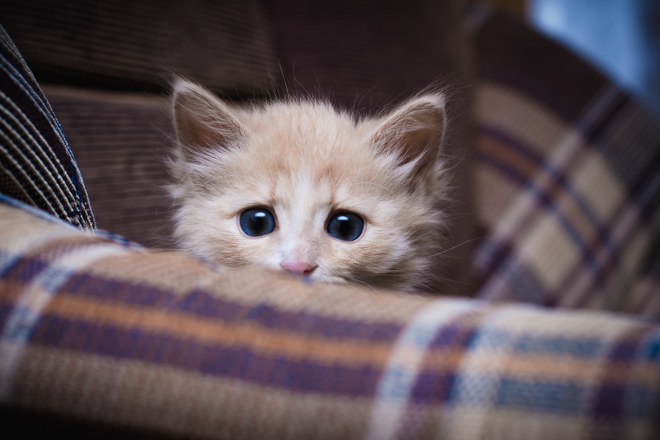 Four Poisonous Plants for Cats