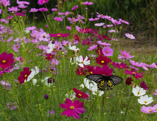 Attract Beneficial Insects for a Healthy Garden