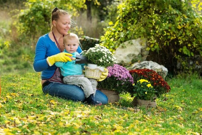 planting asters