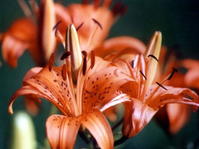 growing Tiger Lilly