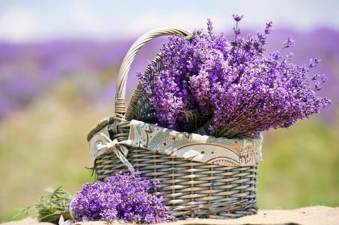 planting lavender