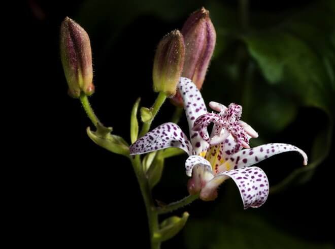 toad lily garden care