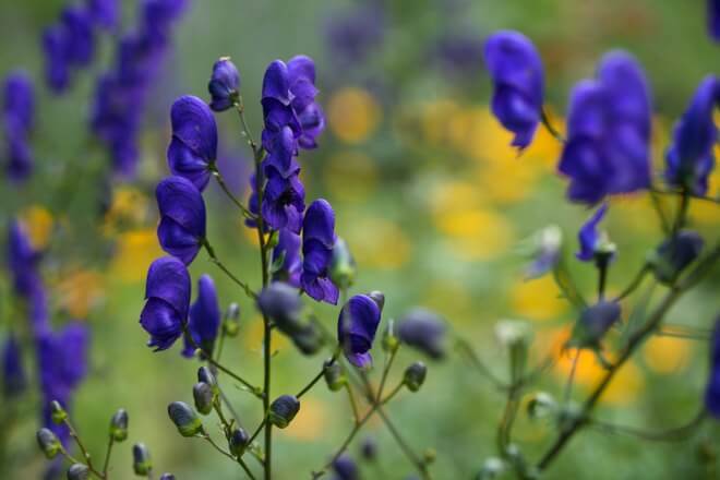 wolfsbane growing