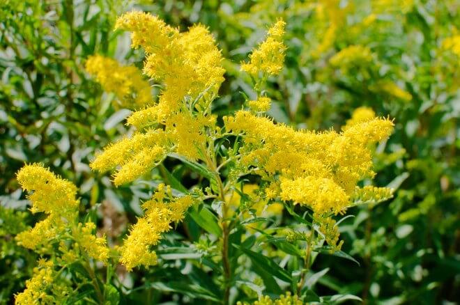 goldenrod planting