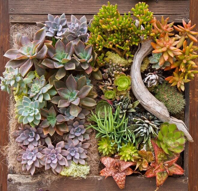 vertical succulent garden