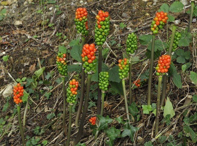 Cuckoo Pint planting