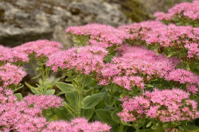 sedum garden maintenance