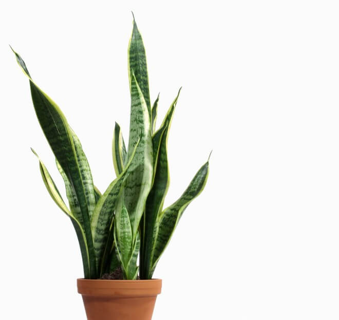 snake plants