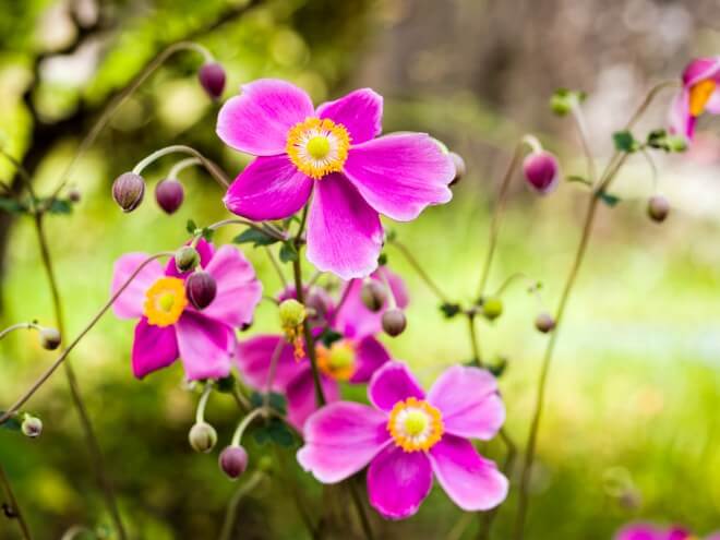 growing Japanese anemones