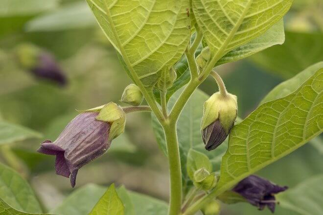 deadly nightshade gardening