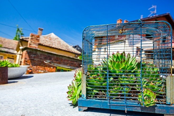 succulent garden birdcage