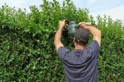 London Tree Surgery