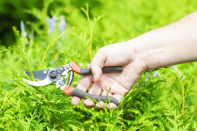 hedge trimming