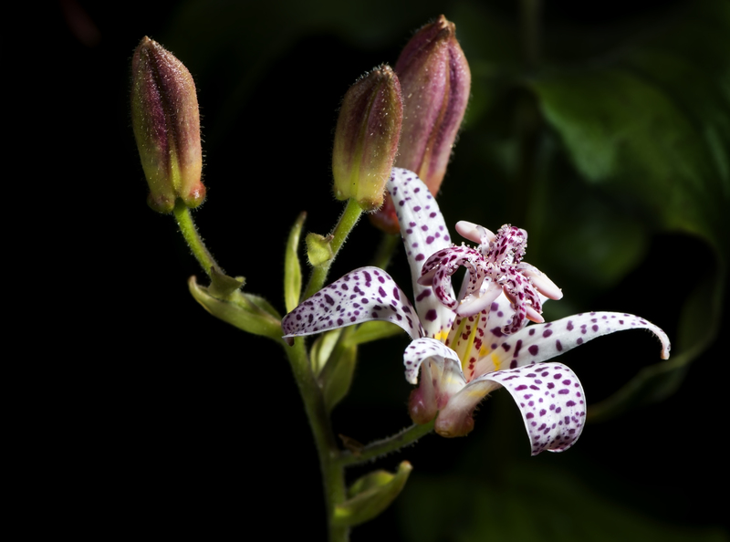 garden garden  / delightful garden