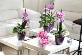 The Guide to Growing Phalaenopsis Orchids