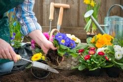 Garden Care Tips