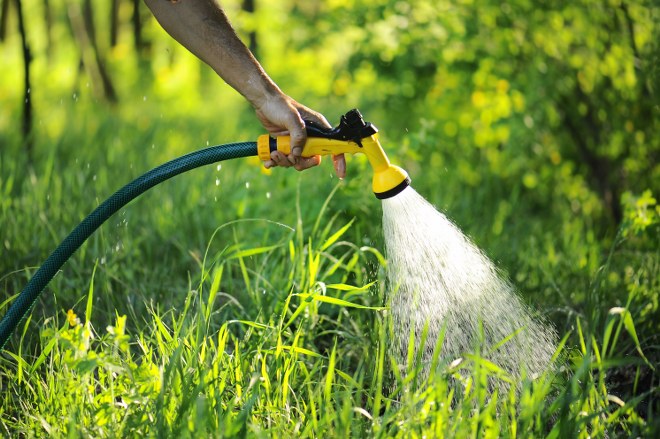 watering plants