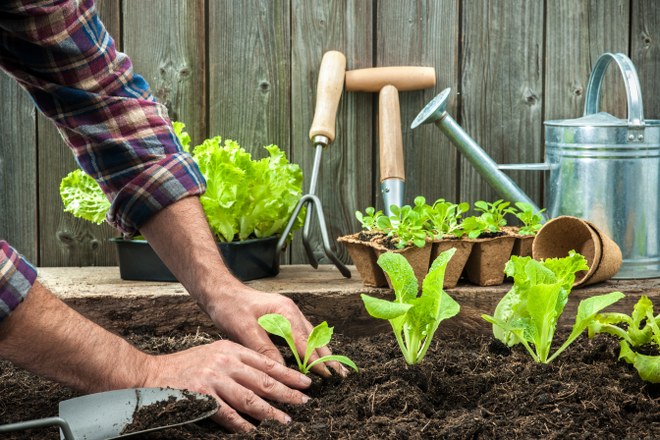 gardeners