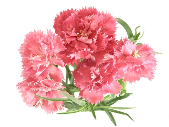 How to Grow Carnations