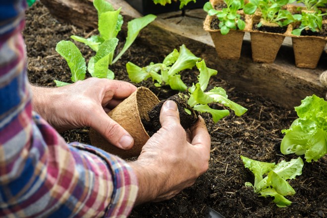 garden landscapers