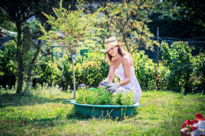 hedge cutting